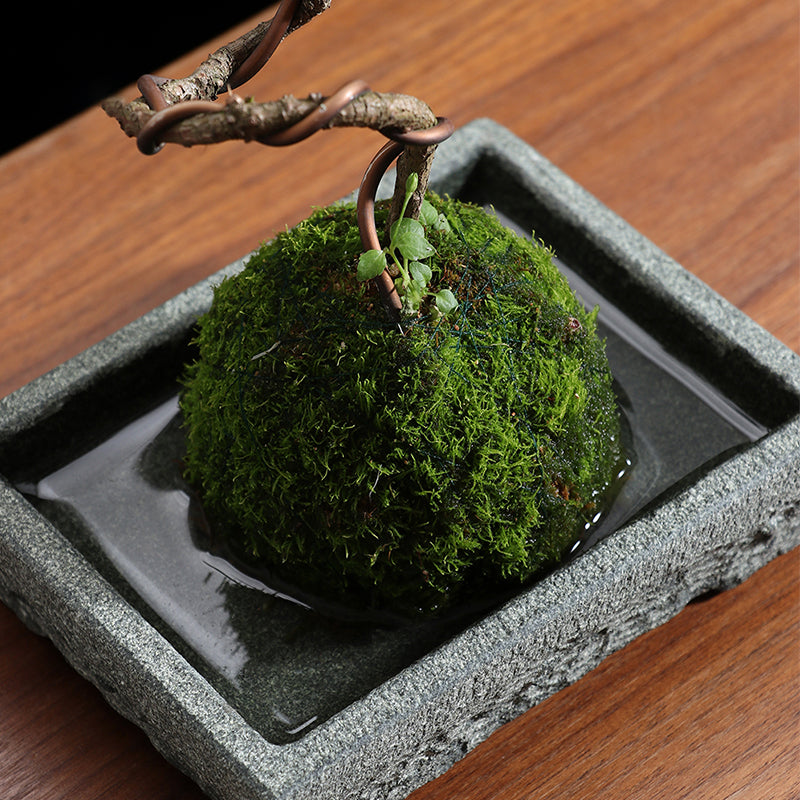 Vaso de Pedra Natural Granito – Elegância para Plantas e Decoração