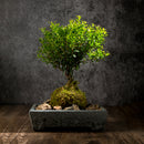 Vaso de Pedra Natural Granito – Elegância para Plantas e Decoração